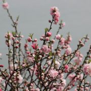 発表会の準備