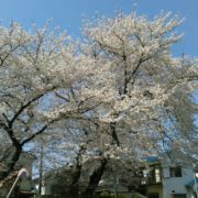 今年の桜。